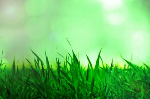 Grass Background Nature Natural Sun Sunshine