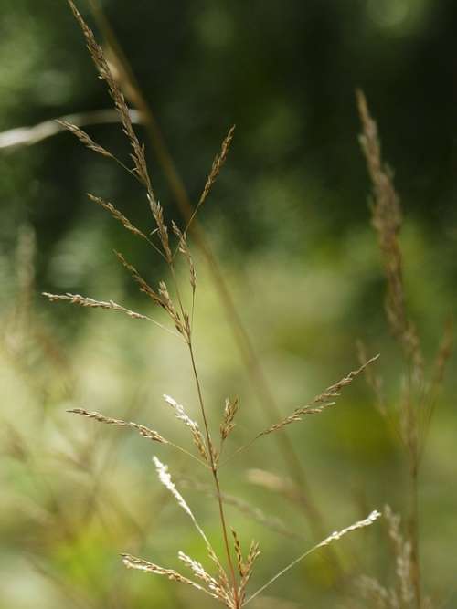 Grass Meadow Macro Nature Outside Close-Up