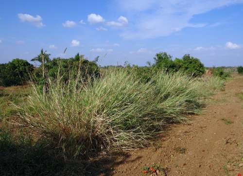 Grass Napier Biomass Agriculture Hulikatti India