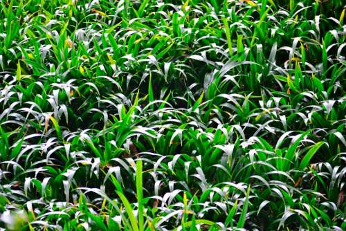 Grass Light Green Plants Vegetation Sri Lanka