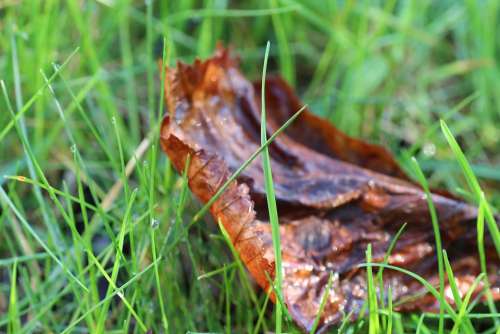 Grass Leaves Dew Halm Meadow Autumn Spring