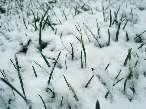 Grass Snow Green Frozen Frost Spring Winter