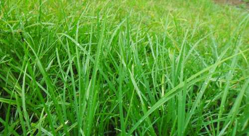 Grass Lawn Leaves Sri Lanka Green Nature