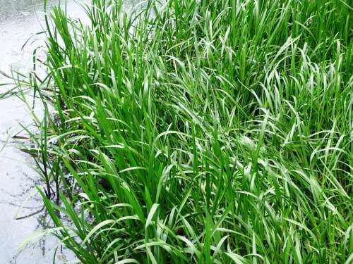 Grass Rushes Vegetation Lake The Taj Water