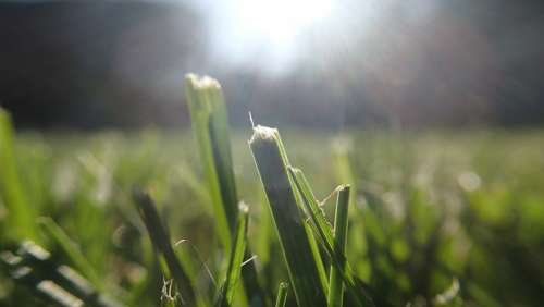 Grass Straws Sun Spring Summer Green Lawn