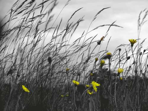 Grass Field Windy Clouds Flowers Yellow Isolated