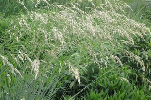 Grass Wildflowers