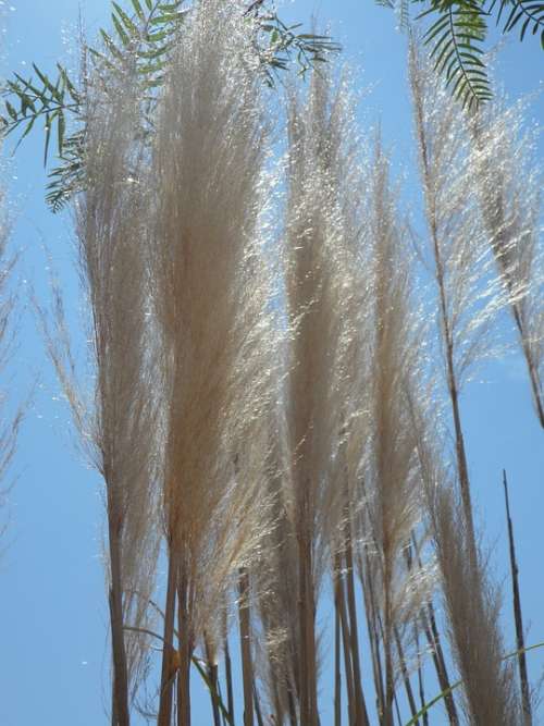 Grass Reed Nature Plant Grasses Silvery Silver