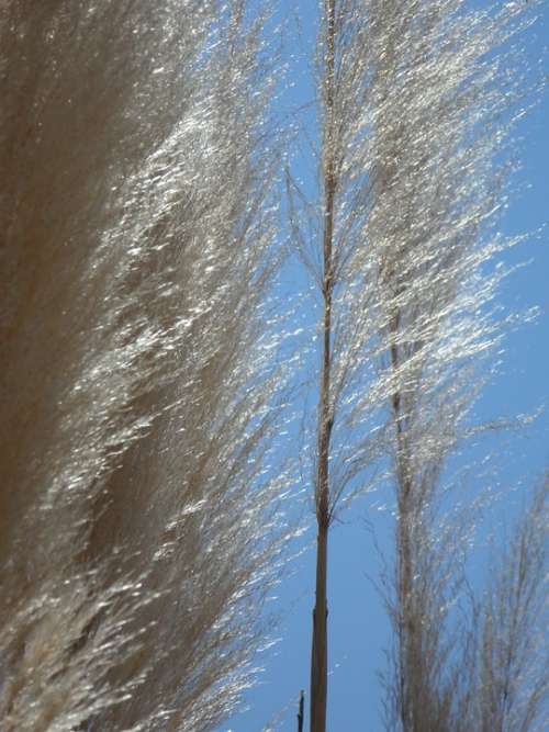 Grass Reed Nature Plant Grasses Silvery Silver