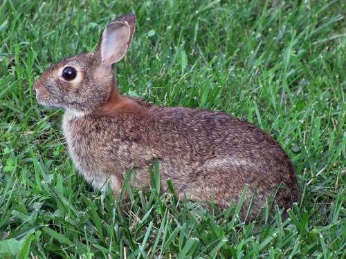 Grass Spring Rabbit Bunny Animals Fauna
