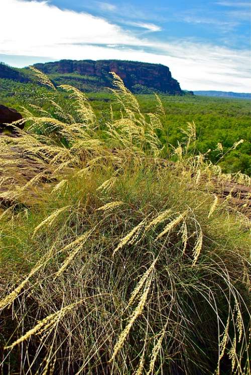 Grass Landscape Nature Scene Countryside