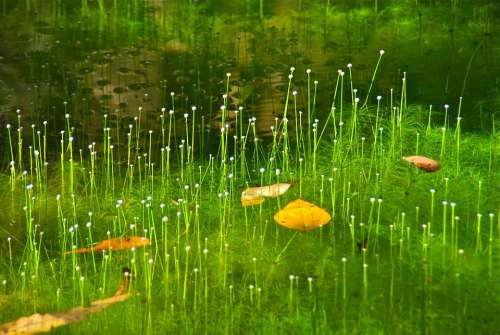 Grass Water Nature Natural Plant Green Growth