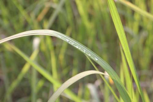 Grass Water Drops Plant