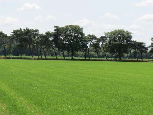 Grass Green Landscape Tree Netherlands Countryside