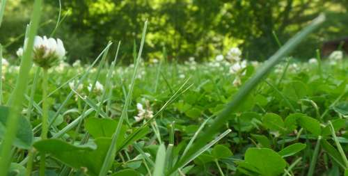 Grass Nature Green Spring Summer Meadow