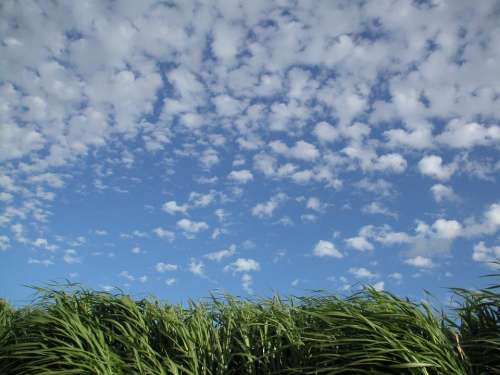 Grass Clouds Summer Blue Sky Field Agriculture