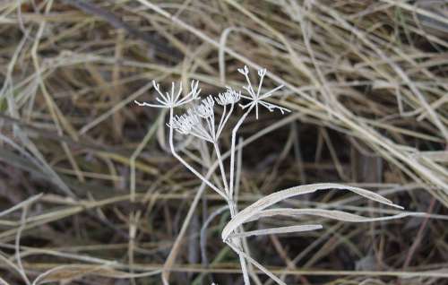 Grass Winter Frost Plant Beige Nature