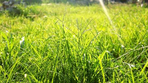 Grass Nature Green