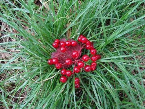 Grass Berries Red Green Nature Color Contrast