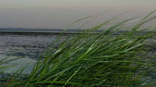 Grass Watts North Sea Wadden Sea Wind
