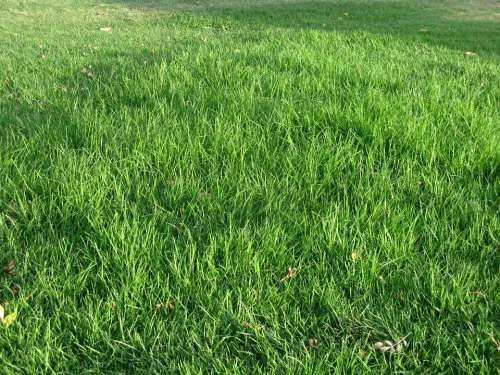 Grass Green Texture Meadow Nature Plant Lawn