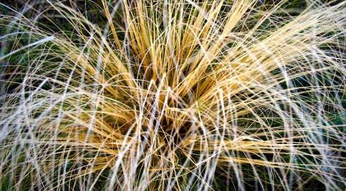 Grass Macro Yellow Tuft