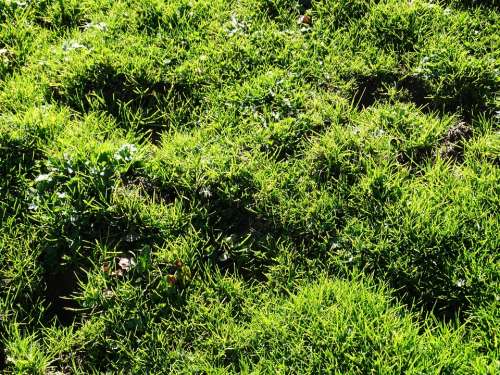 Grass Meadow Alpine Meadow Juicy Green Green Juicy