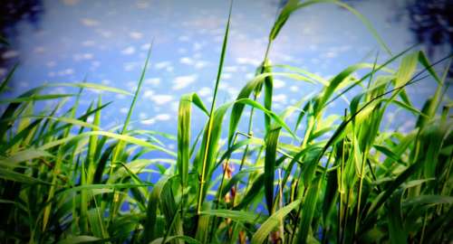 Grass Sky Clouds Outdoors Scenic Tranquil