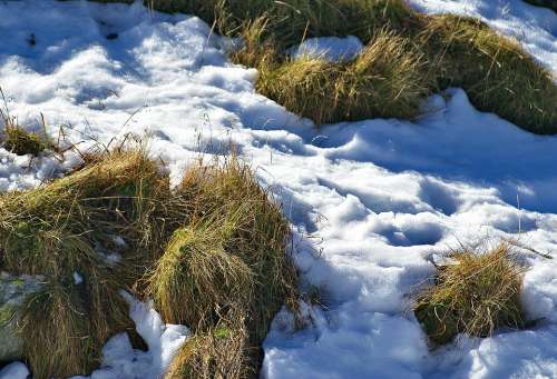 Grass Parched Grass Snow First Snow Autumn