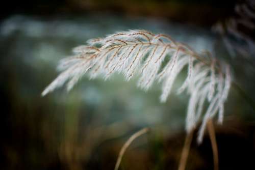 Grass White Breeze Field Spring Summer Outdoor