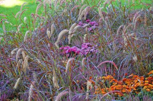 Grass Grasses Purple Orange Nature Colorful Plant