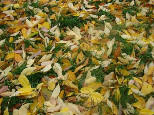 Grass Leaves Autumn