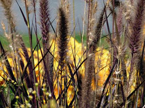 Grass Meadow Nature Plant Autumn Fall