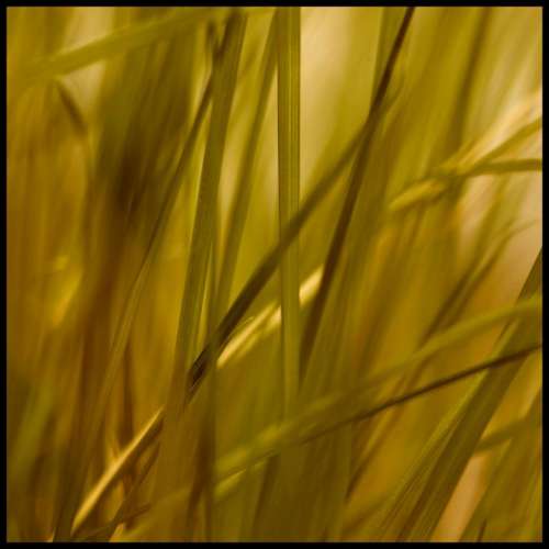 Grass Stone Grasses Reed Plant Green Nature