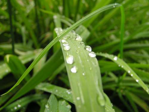 Grass Grasses Nature Plant Rain Drip Raindrop