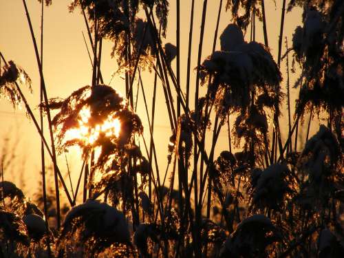 Grass Phragmites Poales Reed Specie Sun Plants