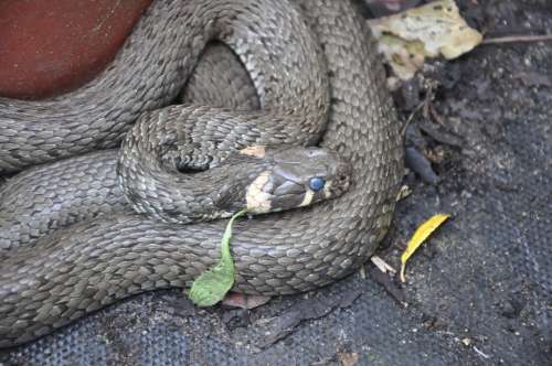 Grass Snake Snake Animal