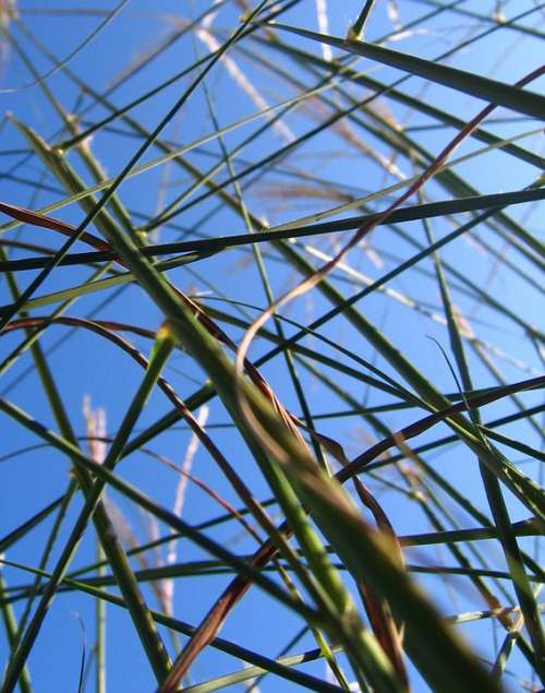 Grasses Grass Halme Sky Stems Stalk