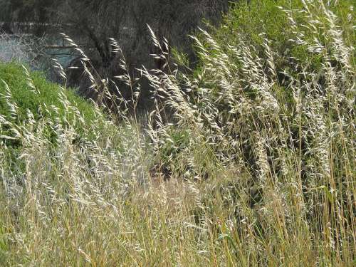 Grasses Grass Wheat Nature Plants Cereal Sway