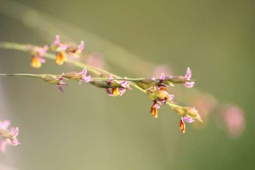 Grasses Poaceae Nature Flowers Green Close Up