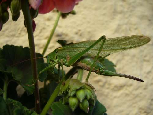 Grasshopper Nature Caelifera Probe