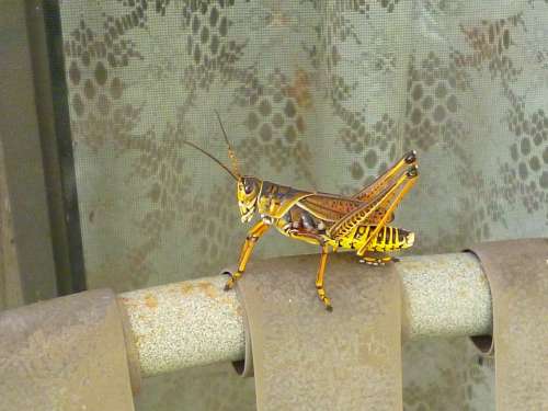 Grasshopper Brown Yellow Insect Color Outside