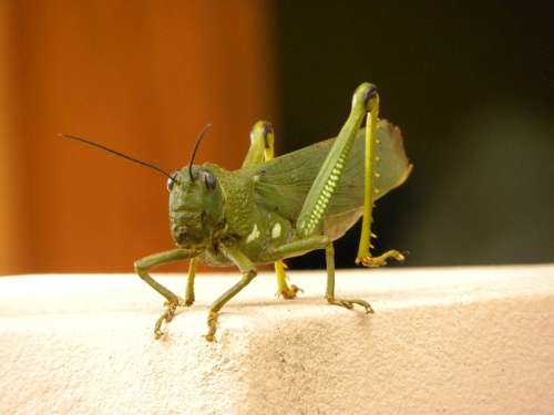 Grasshopper Insect Green Nature