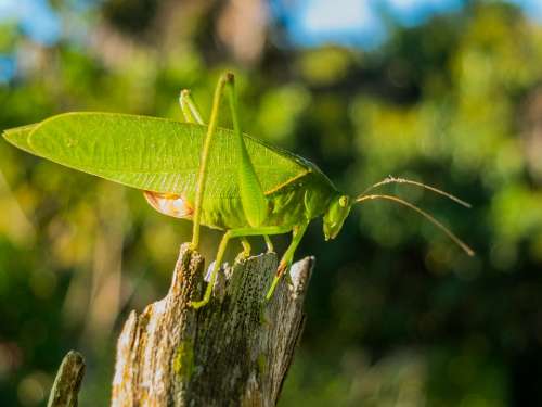 Grasshopper Close Up Green
