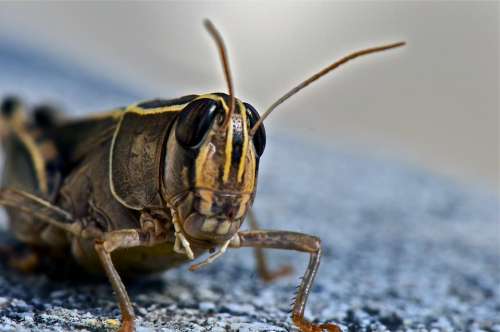 Grasshopper Insect Animal Nature Close Up