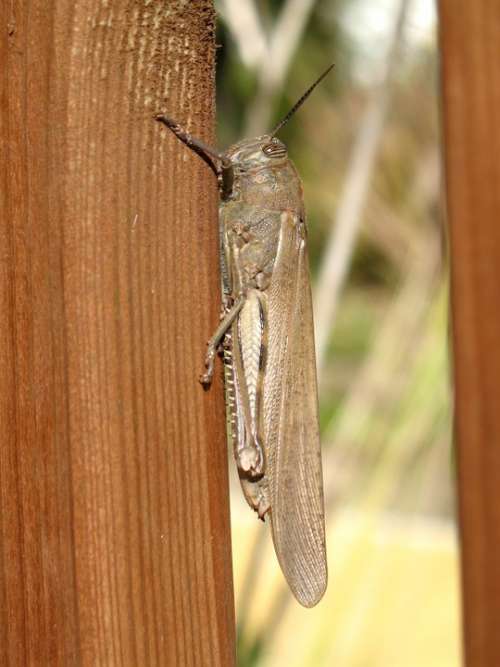 Grasshopper Insect Macro Wood