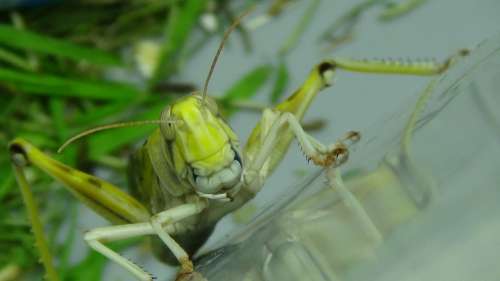 Grasshopper Desert Locust Migratory Locust