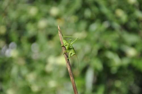 Grasshopper Insect Green Viridissima