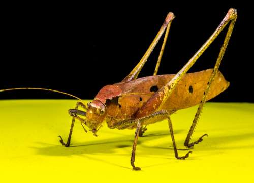 Grasshopper Viridissima Insect Scare Chitin