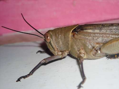 Grasshopper Brown Animals Insects